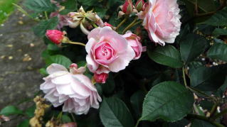 庭園のバラ